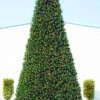 Northlight 12' Pre-Lit Green Slim Pine Artificial Christmas Tree - Clear Lights