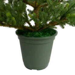 Northlight 6' Potted Noble Pine Slim Artificial Christmas Tree - Unlit -Chic Christmas Decoration northlight v27377 3 05838.1665611932
